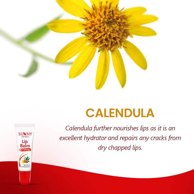 Lip Balm-10gms